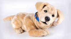 <b>采用口角配色的萌系设想</b>